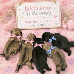 Boy 1 - Black male Pug puppy in Broadway, Virginia from Colebrook Posh Pugs
