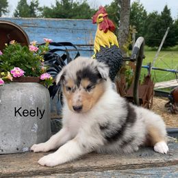 Keely - Blue merle female Collie puppy in Hinckley, Minnesota from Rusty Spur Collies