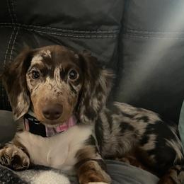 Dachshund Puppies from Dachshunds of Bunch