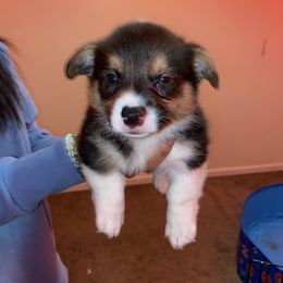 Boy 3 - Pembroke Welsh Corgi puppy in San Diego, California from Peaches Pad
