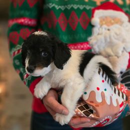 Sinatra - Tri-color male Double Doodle puppy in Prescott Valley, Arizona from Ramirez Family Doodles
