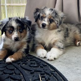 Toy Australian Shepherd Puppies from South Paw Toy Aussies