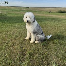 Bunny - Sheepadoodle