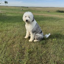 Bunny - Sheepadoodle