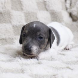 AKC Aspen - Blue and tan male Dachshund puppy in Christiansburg, Virginia from Little Legs Luxury Dachshunds