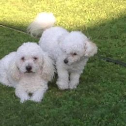 Poodle All Grown Up from SoCal Toy Poodles