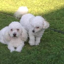 Poodle All Grown Up from SoCal Toy Poodles