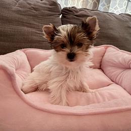 Oakley - Parti female Yorkshire Terrier puppy in Andrews, South Carolina from Sparkle of Glamour Yorkies