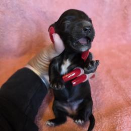 Midnight - Black and Cream - Black and cream female Dachshund puppy in Pueblo, Colorado from HotDachs