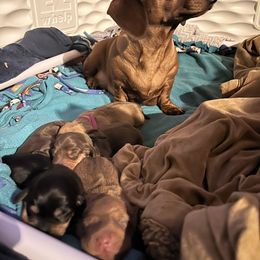 Dachshund Puppies from Dynasty Doxies