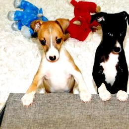 Yasmin's Male 4 - Seal male Italian Greyhound puppy in Sparta Tn And Caryville Fl, Tennessee from Summerwind Kennel