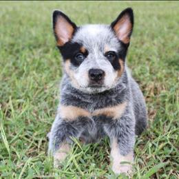Stetson - Blue speckled male Australian Cattle Dog puppy in Danville, Arkansas from 4 Hills Cattle Dogs