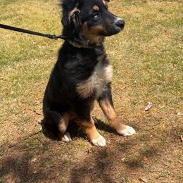 Australian Shepherd puppies from Chaparro Farm