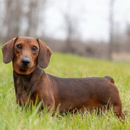 Poppy - Dachshund