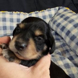 Boy 1 - Black and tan male Dachshund puppy in Cowen, West Virginia from Bennett Babies