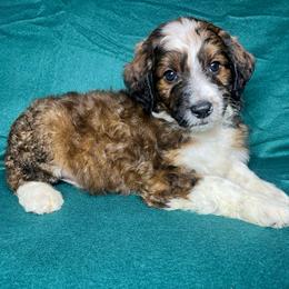 Boy 6 - Sable male Aussiedoodle puppy in Alabama from SBA Aussies