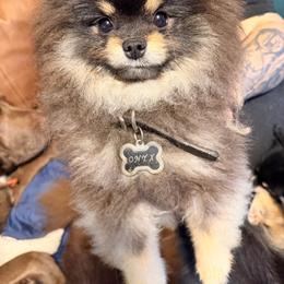 Onyx - Pomeranian