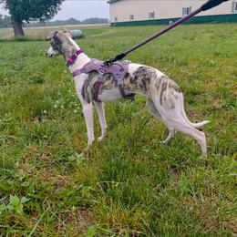 Whippet Puppies from Hertzog  Whippets