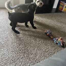 Cane Corso Puppies from Better Than You Cane Corso’s