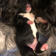 Lowchen Puppies from Dragonne Lowchen