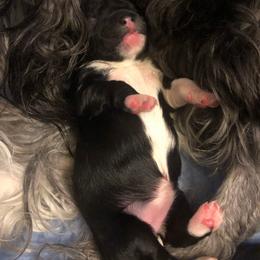 Lowchen Puppies from Dragonne Lowchen