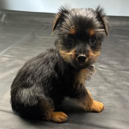 Girl 6 - Blue and gold female Yorkshire Terrier puppy in Marion, Indiana from Brandon's Yorkshire Terriers