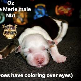 Oz - Blue merle male Australian Shepherd puppy in El Dorado Springs, Missouri from HP Aussie Kennels