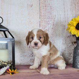 Milo - Blenheim male Cavapoo puppy in Arthur, Illinois from Peace Road Puppies