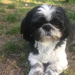 Pomeranian and Shih Tzu Puppies from Cobb Mountain Shihtzus