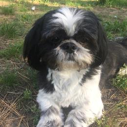 Pomeranian and Shih Tzu Puppies from Cobb Mountain Shihtzus