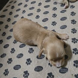 Girl 1 - Cream female Dachshund puppy in Jackson's Gap, Alabama from Lake Martin Doxies