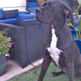 Kala - Great Dane