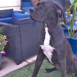 Kala - Great Dane