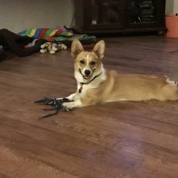 Pembroke Welsh Corgi Puppies from Indian Valley Corgies