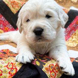 Harper - Light golden male Golden Retriever puppy in Commerce, Georgia from Chirping Meadows Goldens
