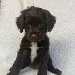 Alba - Brown and white female Cockapoo puppy in Queens, New York from The 2 Musketeers_Cockapoos