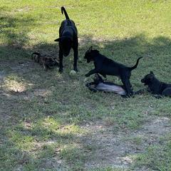 Vietnamese Phu Quoc Ridgeback Puppies from Phu Quoc Ridgebacks of Mississippi