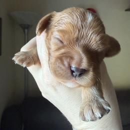 Copper (Blue) - Ruby male Cavalier King Charles Spaniel puppy in Auburn, Washington from Enchanted Cavaliers