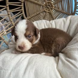 Rudolph - Red tri-color male Australian Shepherd puppy in Grants Pass, Oregon from Carmel Mountain Aussies