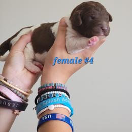 Girl 4 - female Newfypoo puppy in Shelby, Alabama from New Life Family Farm