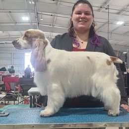 Lily - English Cocker Spaniel