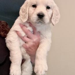 Liberty/hot pink - DNA Clear - Light golden Golden Retriever puppy in Ellerslie, Georgia from Hearthstone Goldens