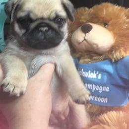 Pug Puppies from Pickwick Pugs