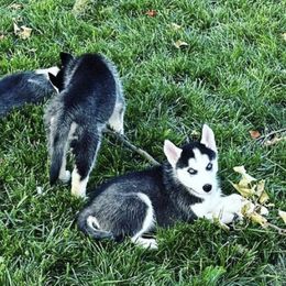 Siberian Huskies from My Husky Lifestyle