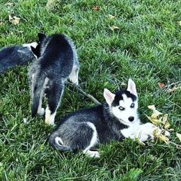 Siberian Huskies from My Husky Lifestyle