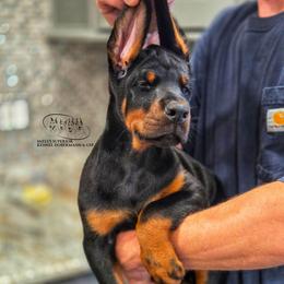 Mando - Black and rust male Doberman Pinscher puppy in China Township, Michigan from Snell's Superior Kennel Dobermann & GSP