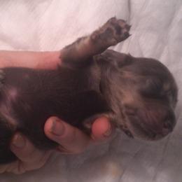 DBs George Handel - Red male Dachshund puppy in Summerfield, Florida from D & B Ranchette