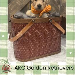 Ms. Orange - Golden female Golden Retriever puppy in Blue Springs, Missouri from Farmstead 51