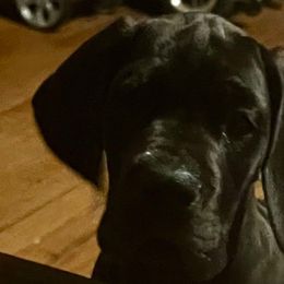 Boy 4- Comet - Black Great Dane puppy in Marlow, New Hampshire from Fox Hill Danes
