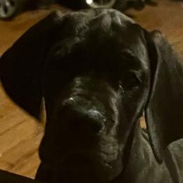 Boy 4- Comet - Black Great Dane puppy in Marlow, New Hampshire from Fox Hill Danes
